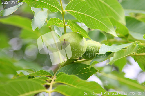 Image of walnut