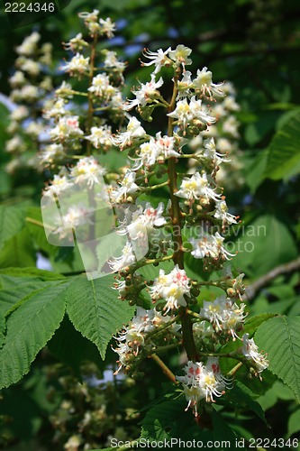 Image of Chestnut flowers