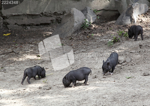 Image of wild pigs