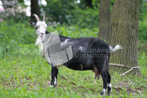 Image of goat