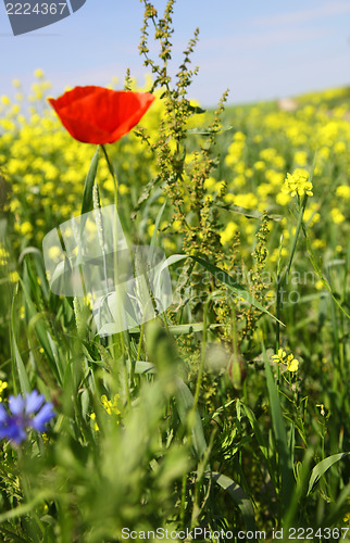 Image of rape field