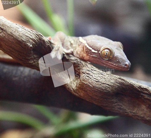 Image of lizards 