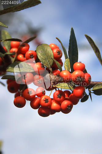 Image of red rowan