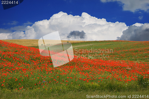 Image of red poppies