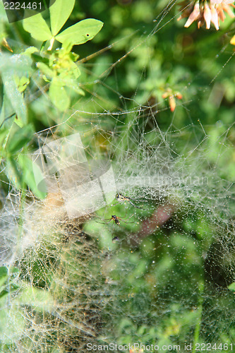 Image of  spiders 