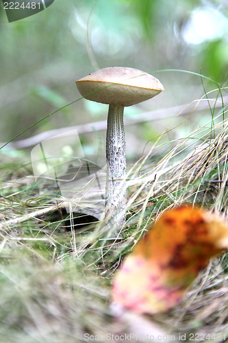Image of Mushrooms 