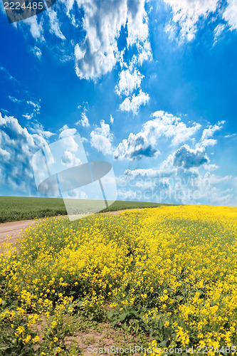 Image of rape field