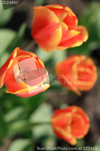 Image of Tulip