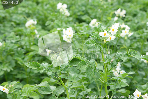 Image of  potato 