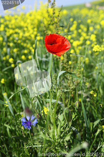 Image of Poppy flower