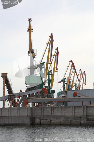 Image of Cranes