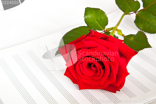 Image of Red rosa
