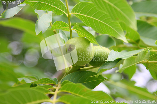 Image of walnut