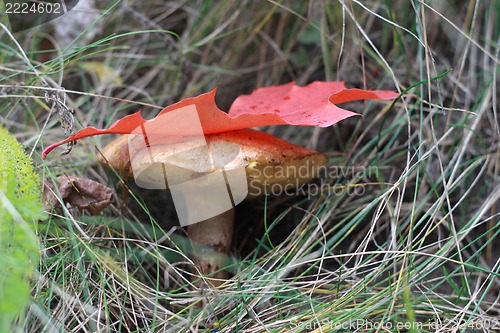 Image of mushroom 