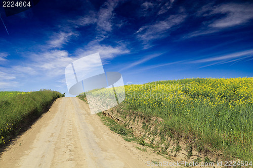 Image of rape field