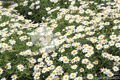Image of field 