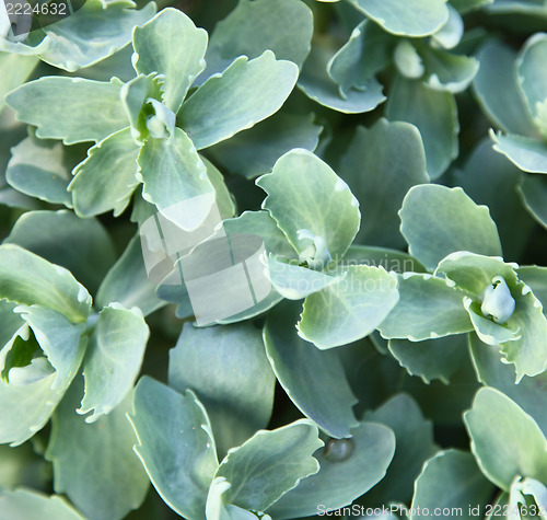 Image of green leaves