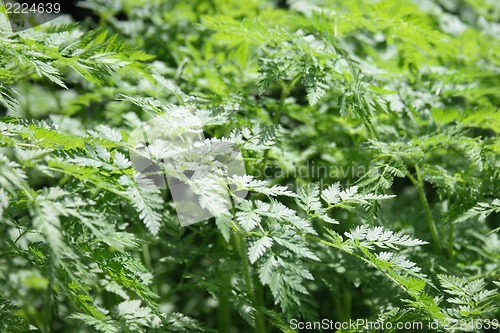 Image of green leaves