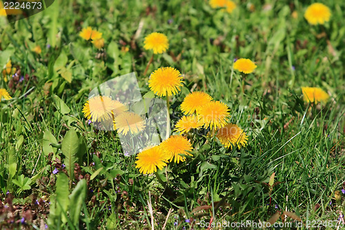 Image of dandelion