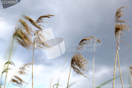 Image of reed