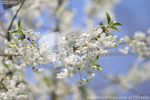 Image of Cherry flower