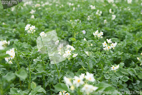 Image of potato