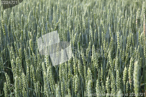 Image of wheat 