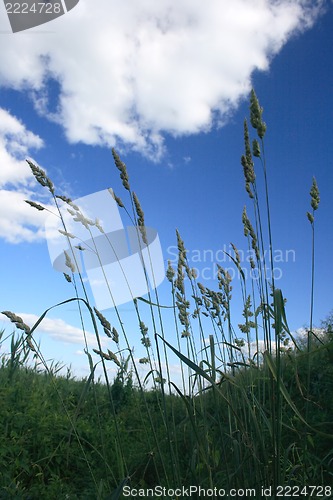 Image of Tall grass 