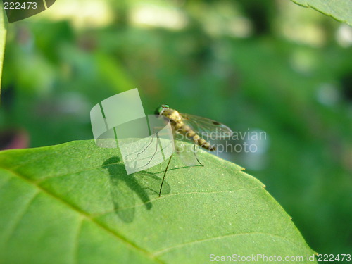 Image of mosquito