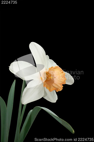 Image of narcissus 