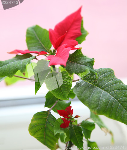 Image of poinsettia