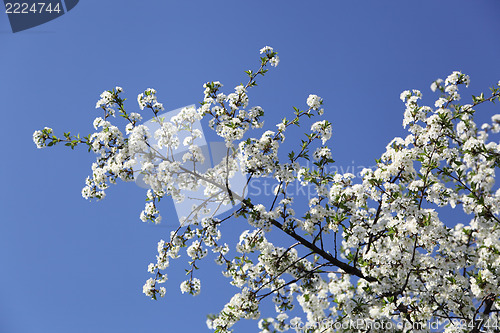 Image of  cherry blossoms