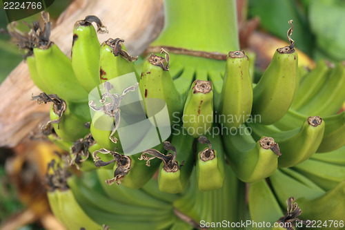 Image of  bananas