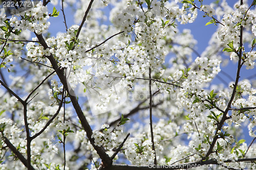 Image of Flower