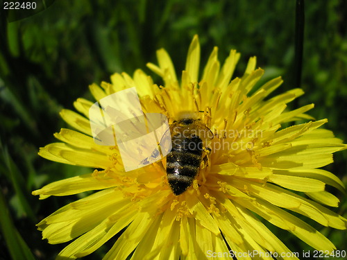 Image of Busy as a bee
