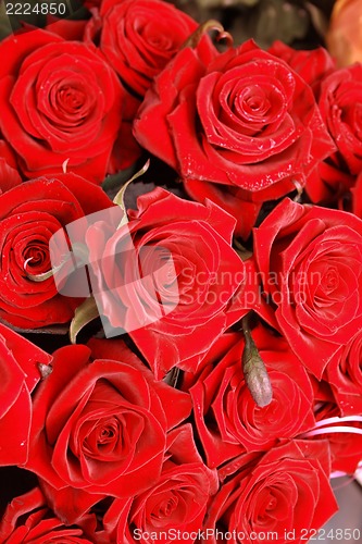 Image of roses