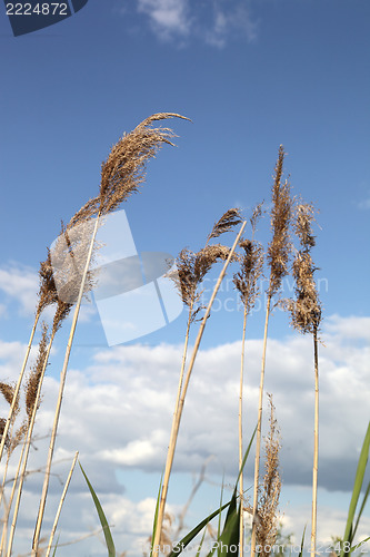 Image of reed
