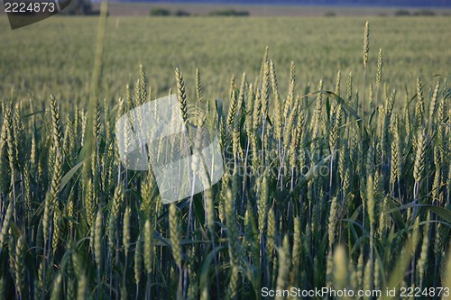 Image of wheat