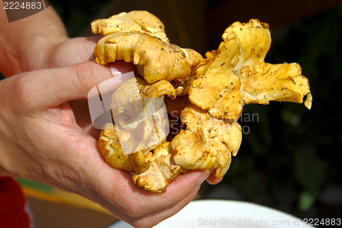 Image of chanterelle mushroom 