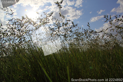 Image of large green grass