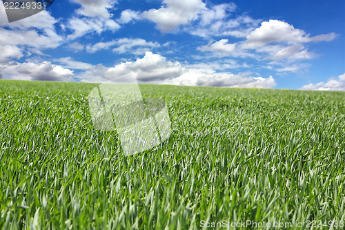 Image of Field