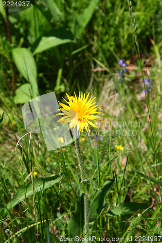 Image of Dandelion