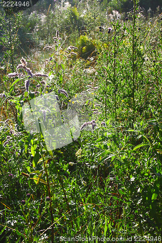 Image of cobweb 