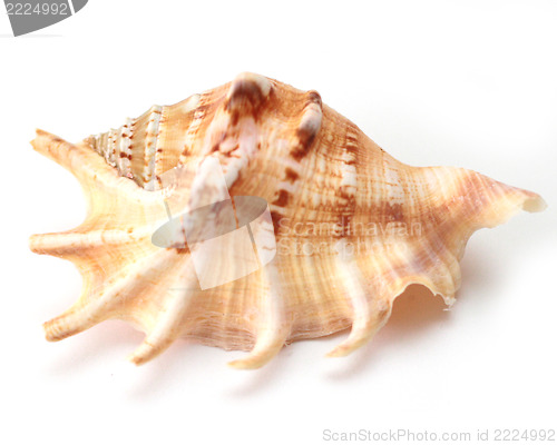 Image of Sea shell 