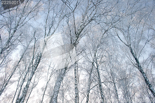 Image of birch