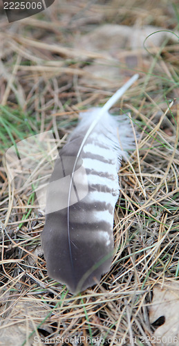 Image of feather