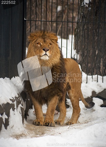 Image of Lion
