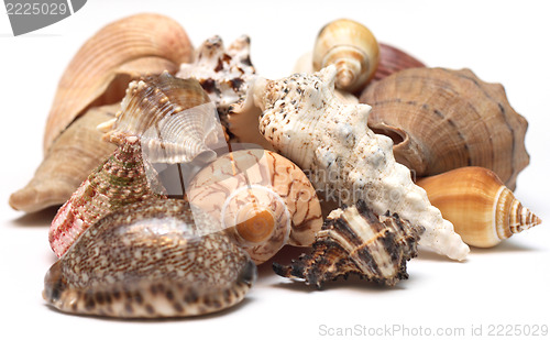 Image of Seashell