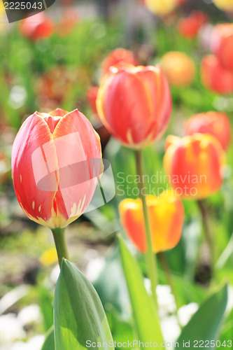 Image of Tulip