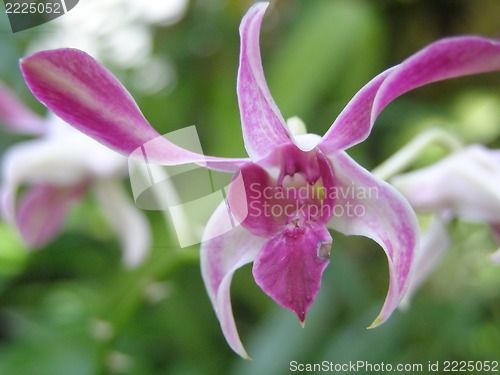 Image of orchid